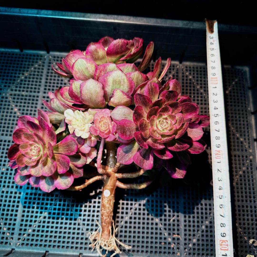 新入荷　超レア新品種　アエオニウム　スカーレットハート錦(変異芽あり)　超大品