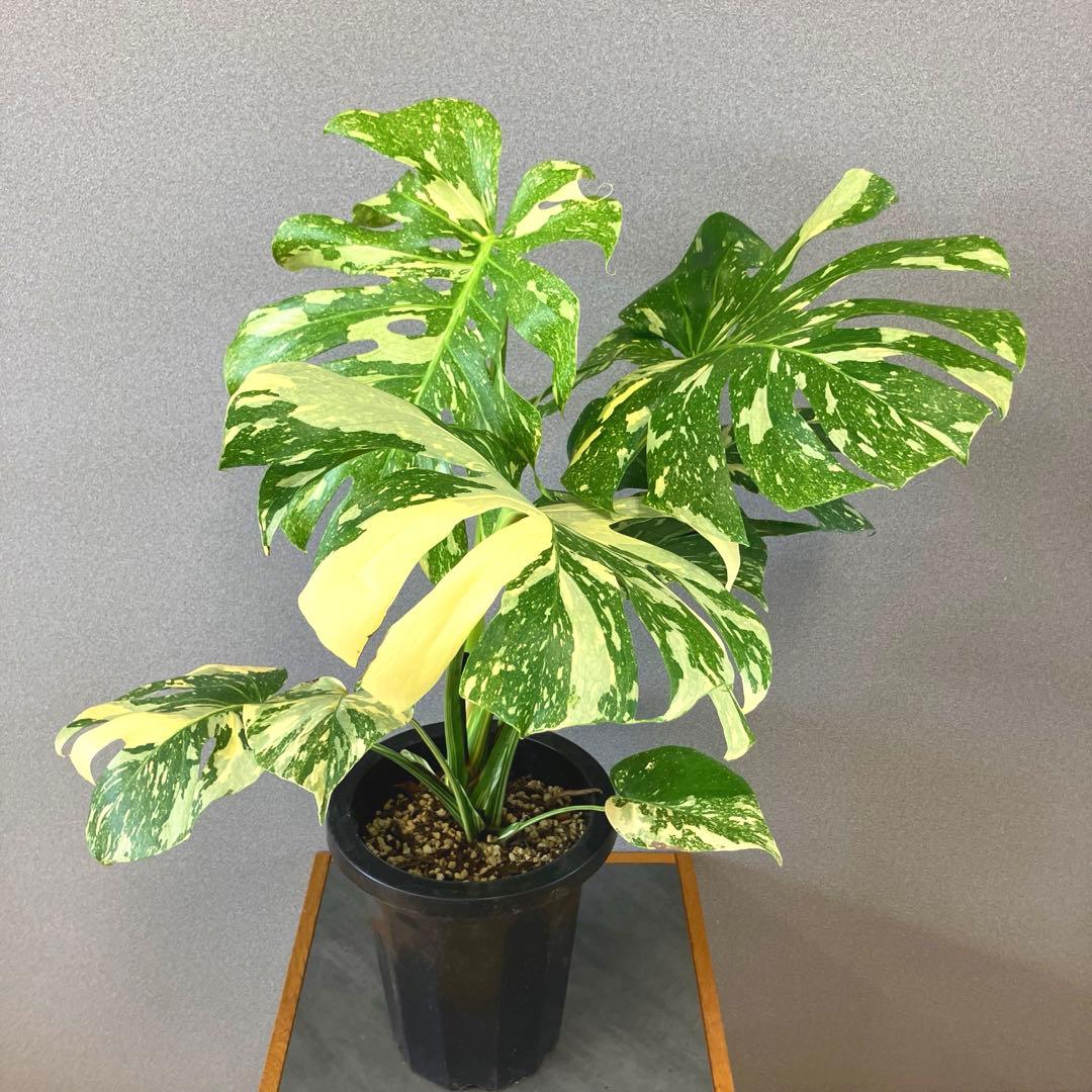 超絶希少❗️超絶美斑❗️モンステラ　デリシオーサ　クリームブリュレ✨キセログラフィカ