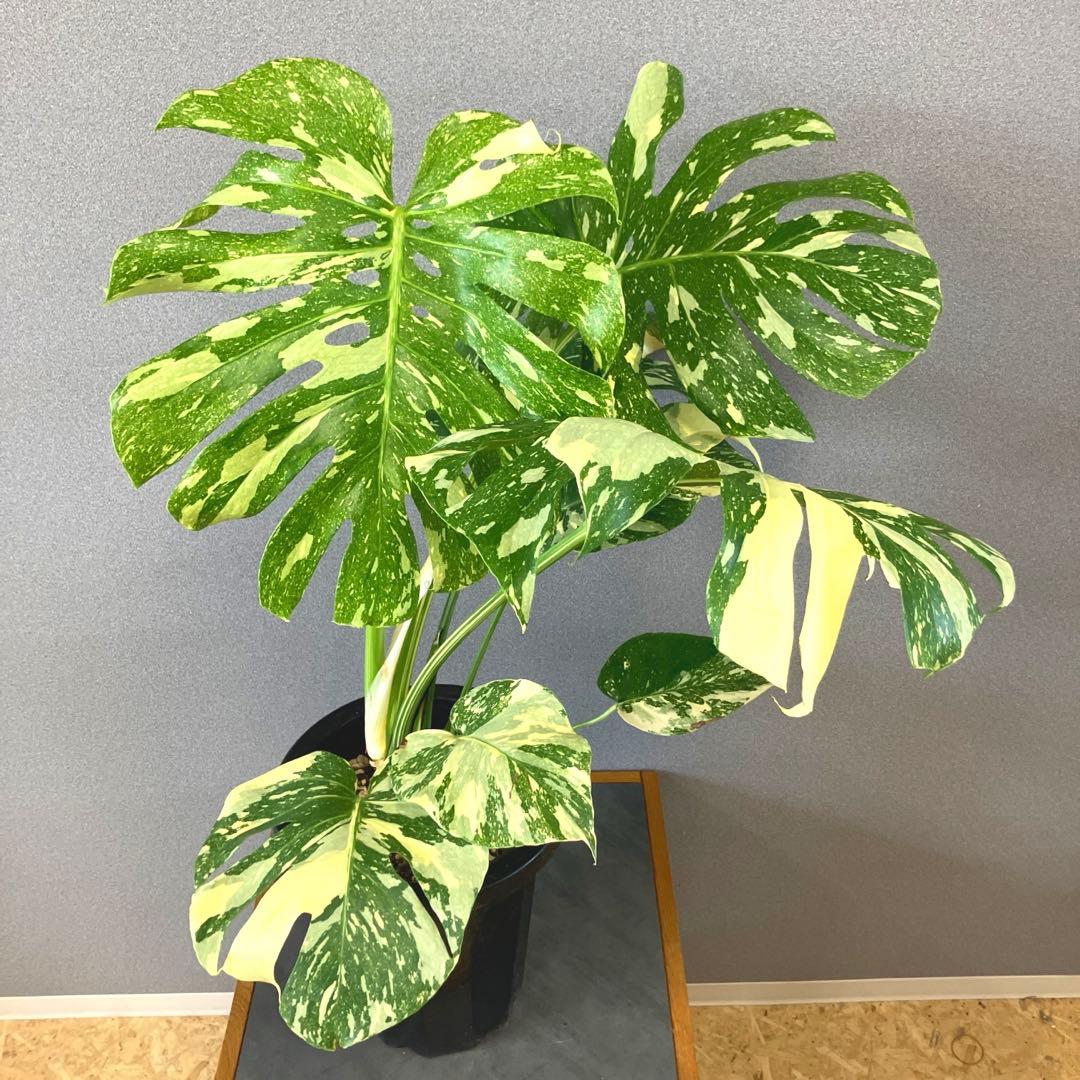 超絶希少❗️超絶美斑❗️モンステラ　デリシオーサ　クリームブリュレ✨キセログラフィカ