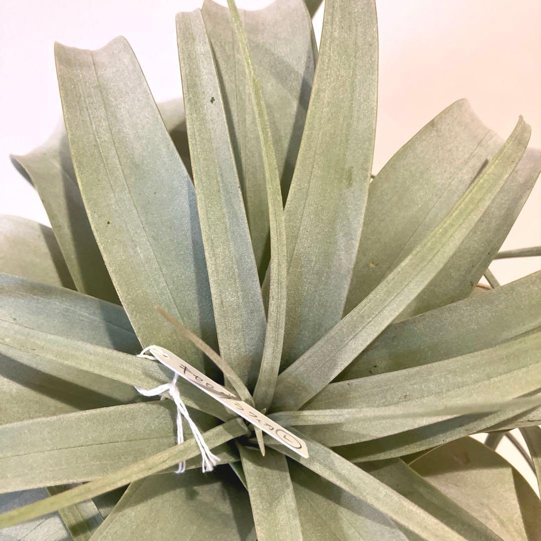 超絶希少❗️超絶美斑❗️モンステラ　デリシオーサ　クリームブリュレ✨キセログラフィカ