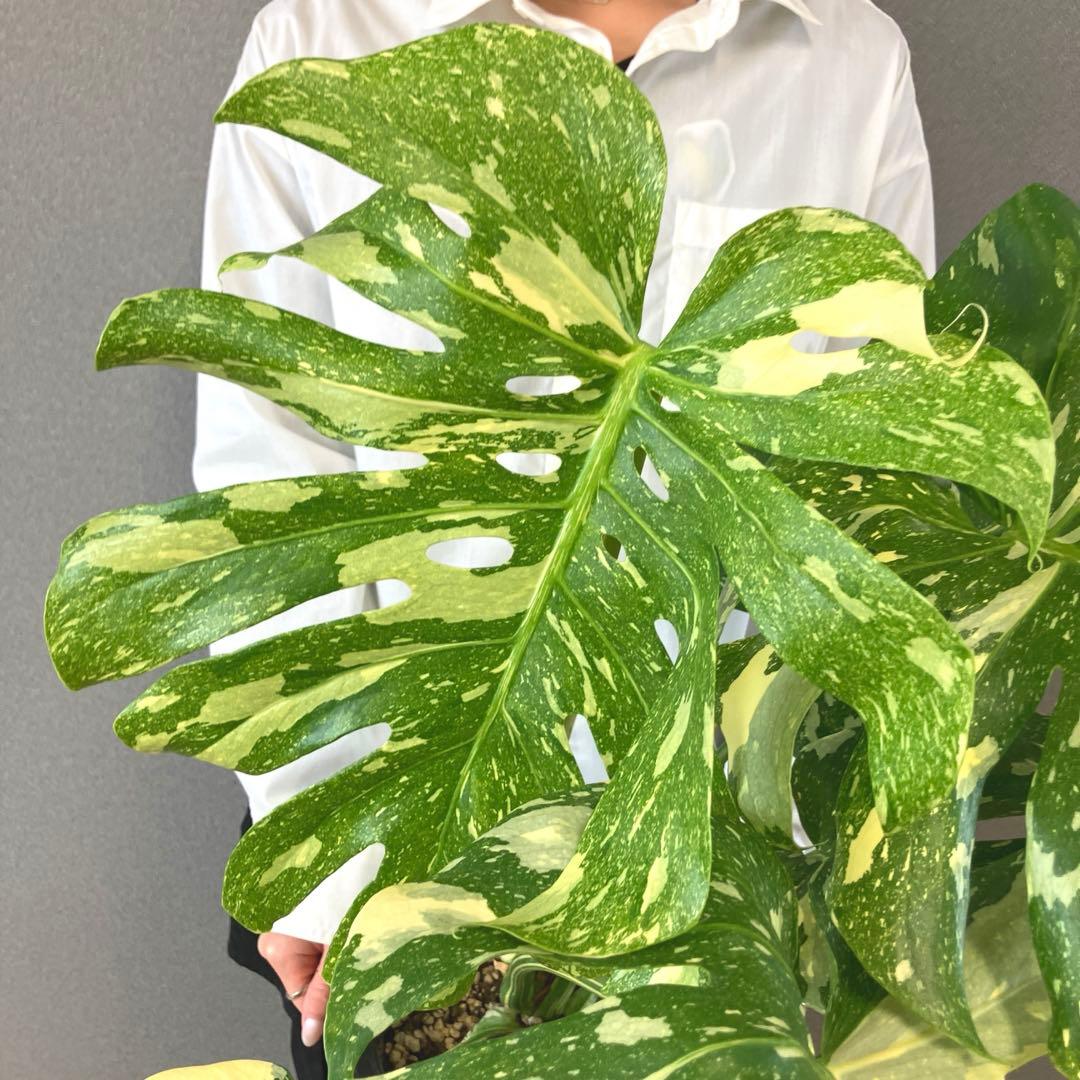 超絶希少❗️超絶美斑❗️モンステラ　デリシオーサ　クリームブリュレ✨キセログラフィカ