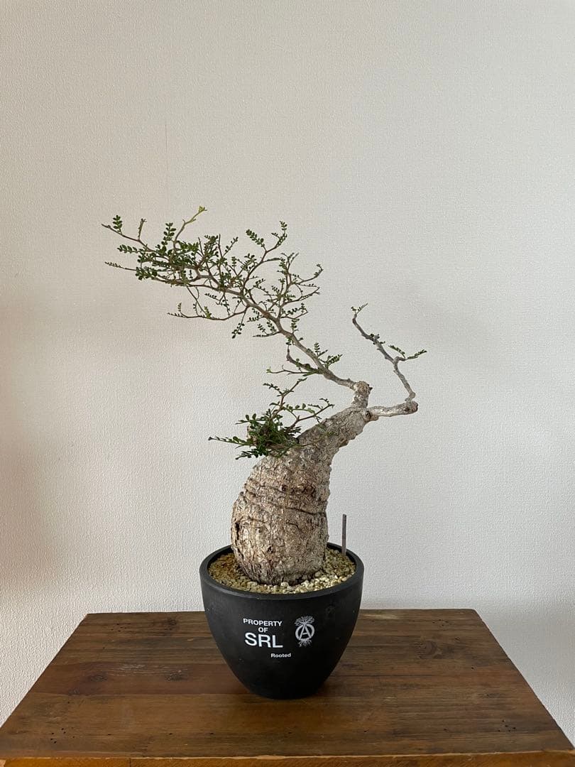 【現地球／発根済】オペルクリカリア　パキプス　手のり　良型　コンパクト