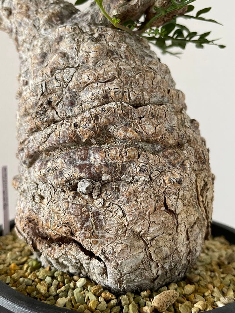 【現地球／発根済】オペルクリカリア　パキプス　手のり　良型　コンパクト