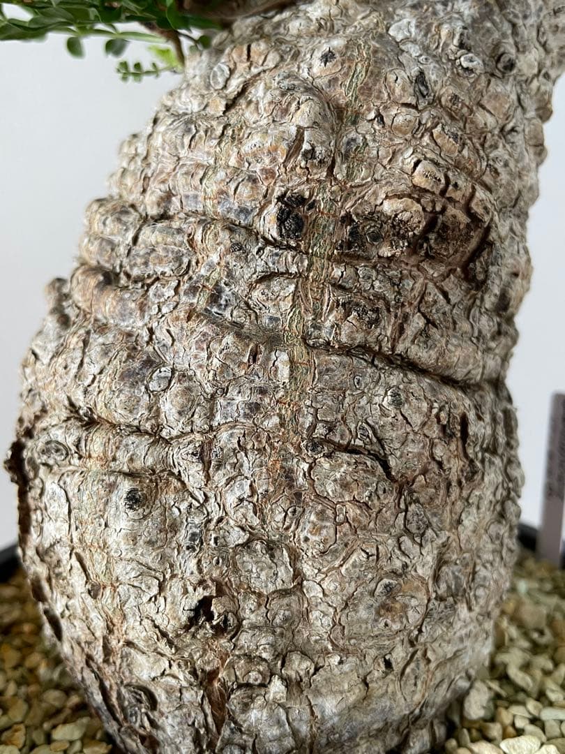 【現地球／発根済】オペルクリカリア　パキプス　手のり　良型　コンパクト