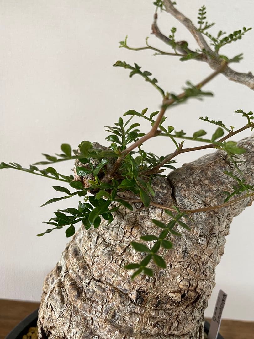 【現地球／発根済】オペルクリカリア　パキプス　手のり　良型　コンパクト