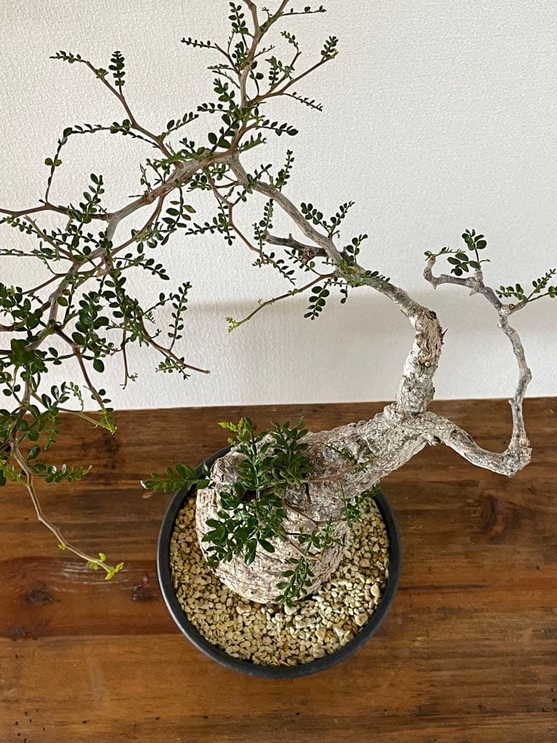 【現地球／発根済】オペルクリカリア　パキプス　手のり　良型　コンパクト