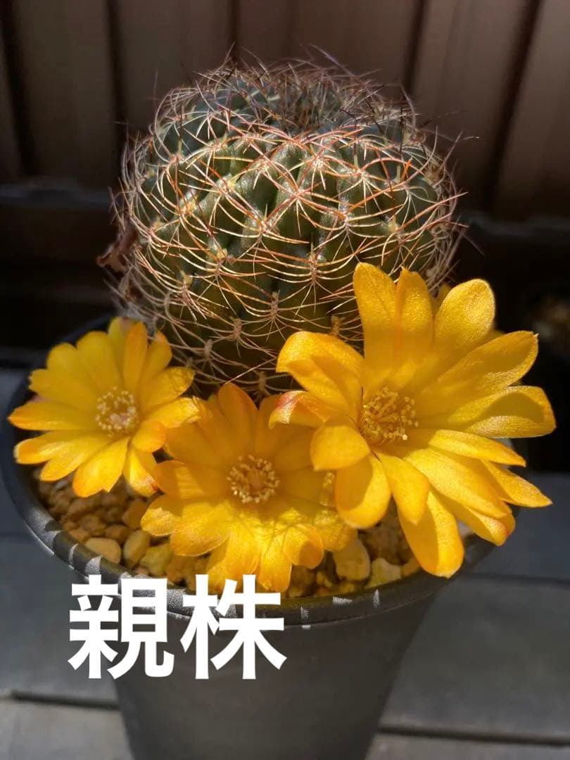 サボテン スルコレブチアsp カキコ1つ