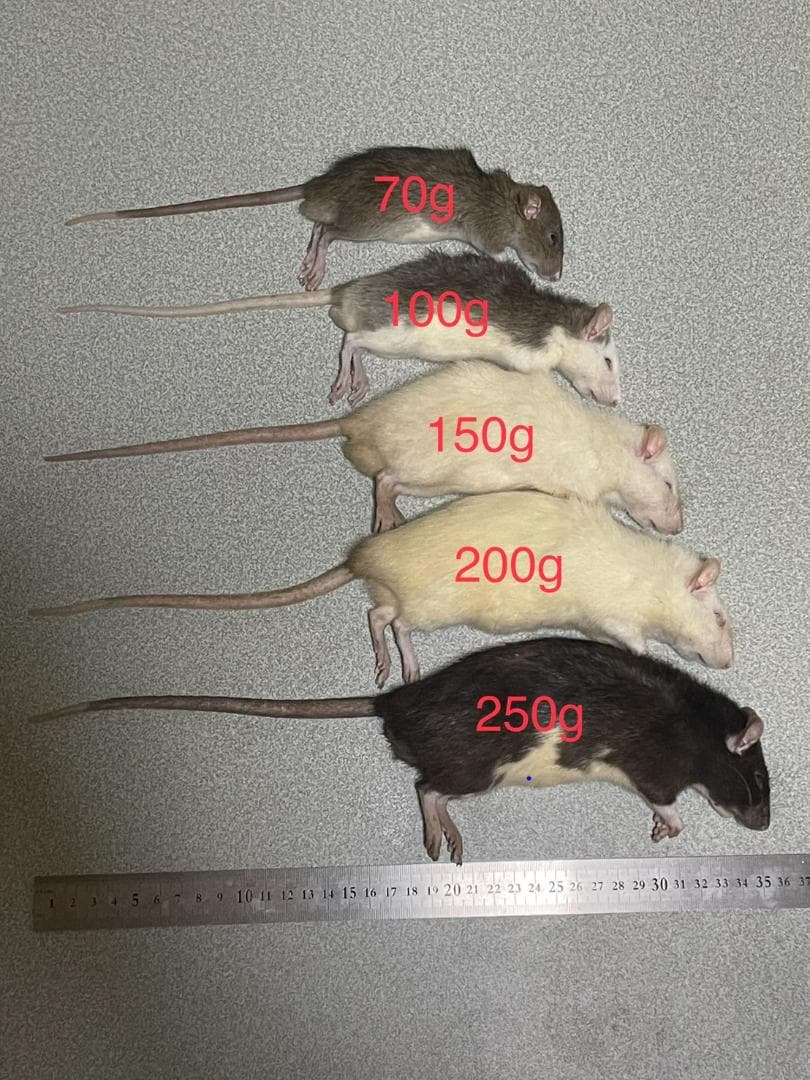 【ポーク】冷凍ラット