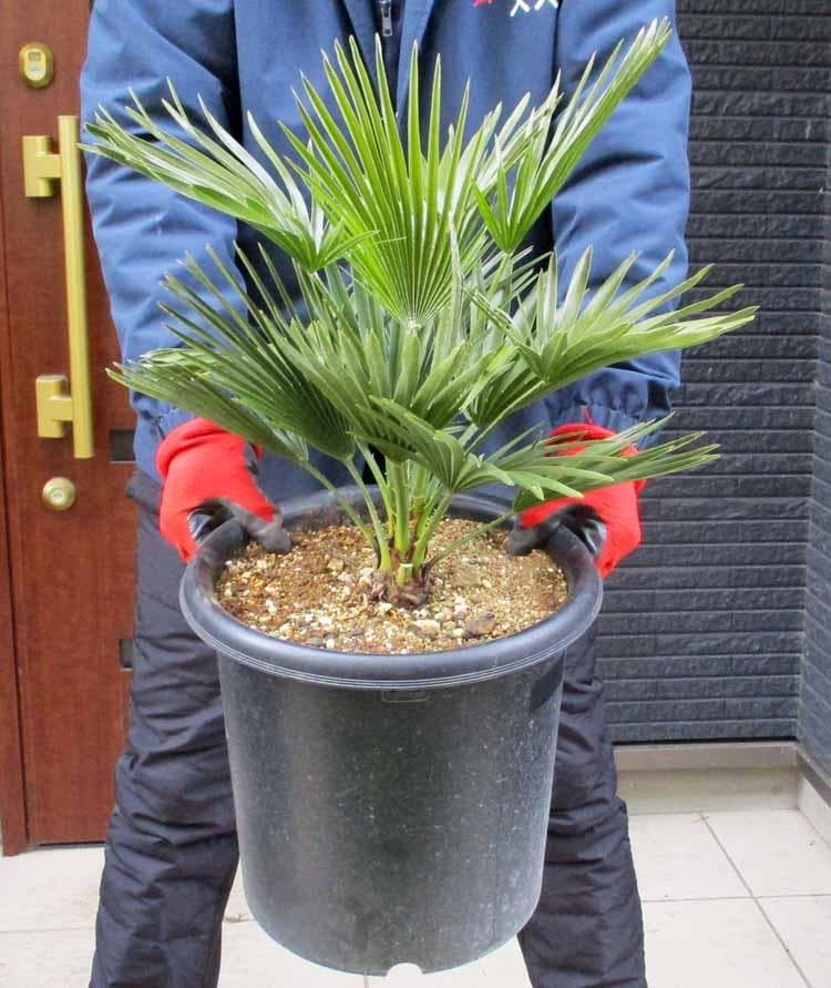 【現品】チャメロプス　フミリス　ボルケーノ　9号　G7番