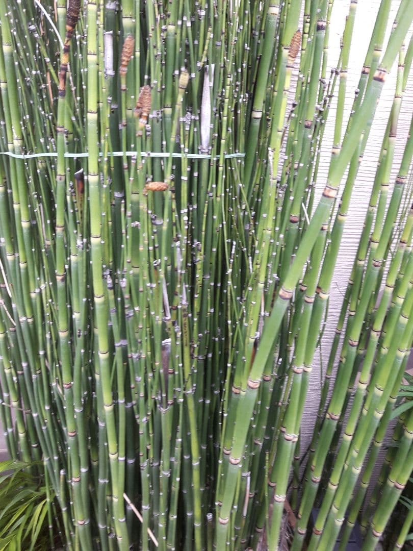 ジャンボトクサ