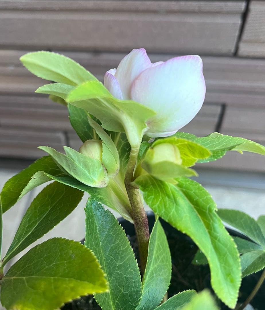 広瀬園芸 クリスマスローズ ホワイトピンクボカシdd