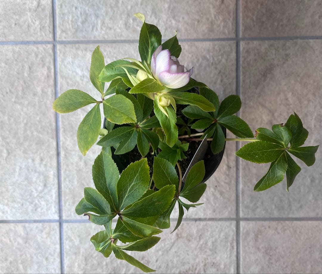 広瀬園芸 クリスマスローズ ホワイトピンクボカシdd