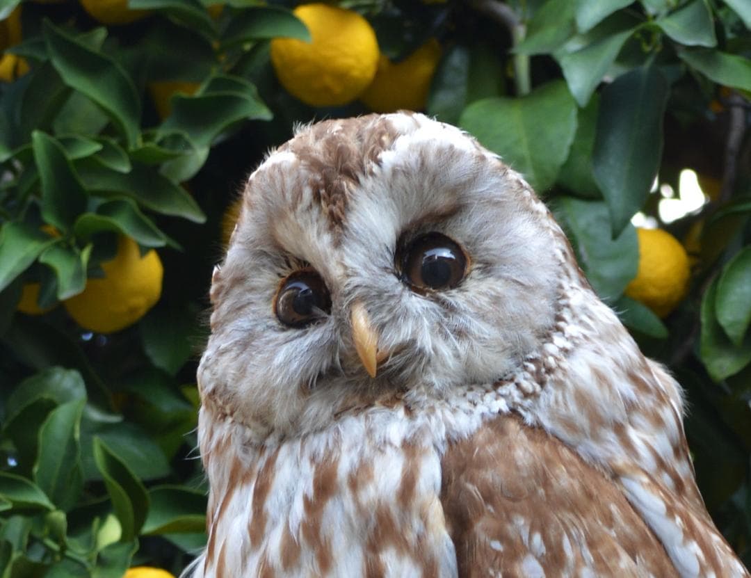 本土フクロウ　剥製　インテリア　置物　飾り物「国際希少野生動植物種」指定外