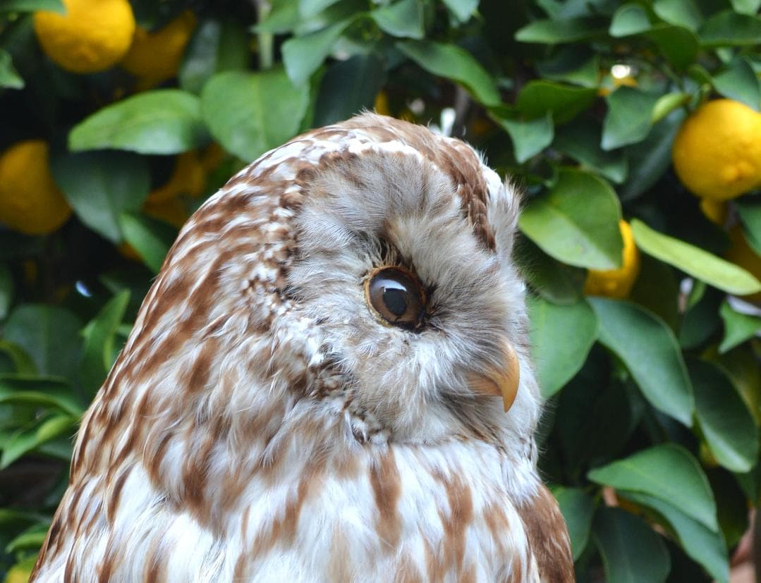 本土フクロウ　剥製　インテリア　置物　飾り物「国際希少野生動植物種」指定外