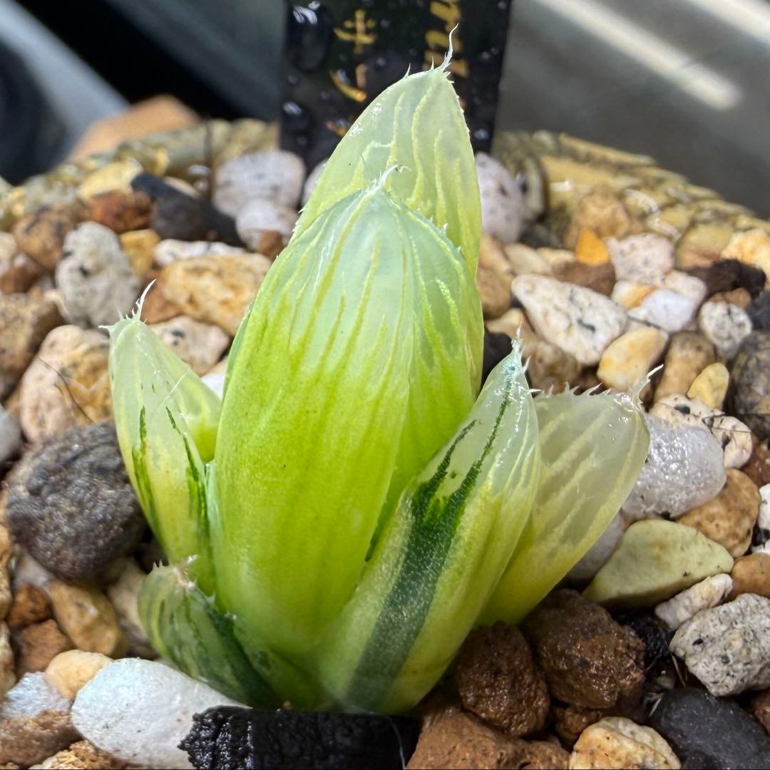 ハオルチア ⭐️ライムサファイアオブツーサ錦⭐️透明度高　美苗　美品　発根済み。