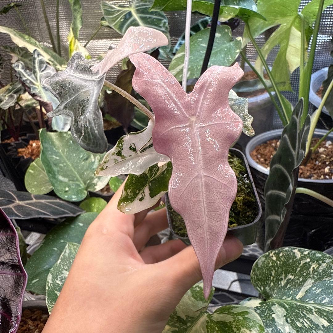 ゴ*ー様 極上 アロカシア ノビリス ピンク