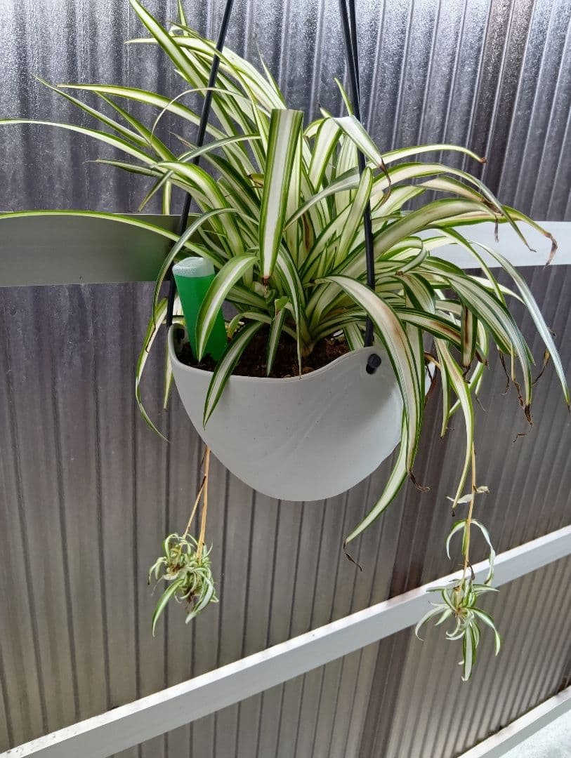 オリズルラン　子株 (1株)