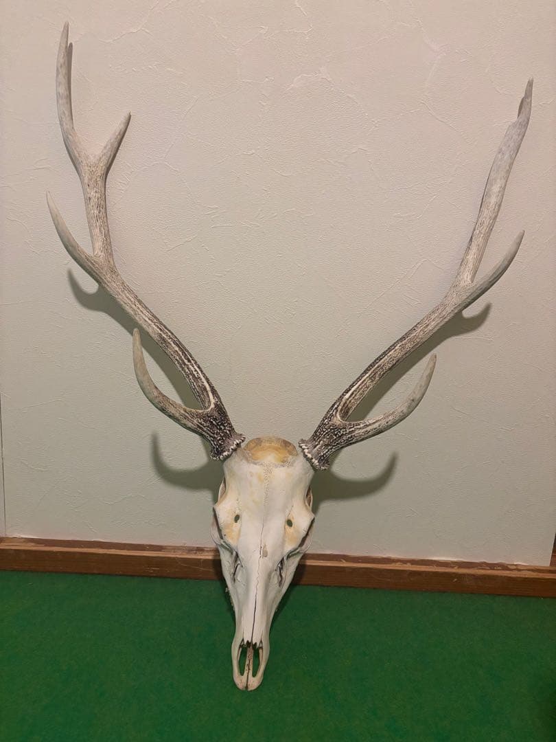 北海道　蝦夷鹿　ハンティングトロフィー