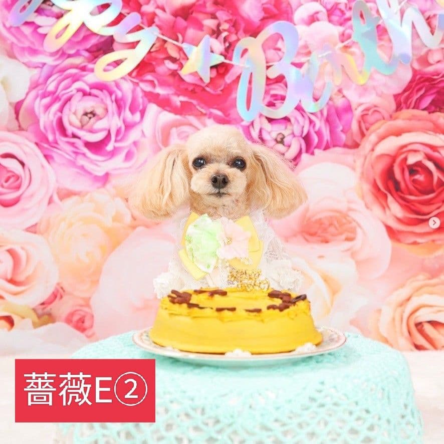 背景布【薔薇I】ローズ　サンプル　ドール、トリミング、ペット撮影用　フォトブース