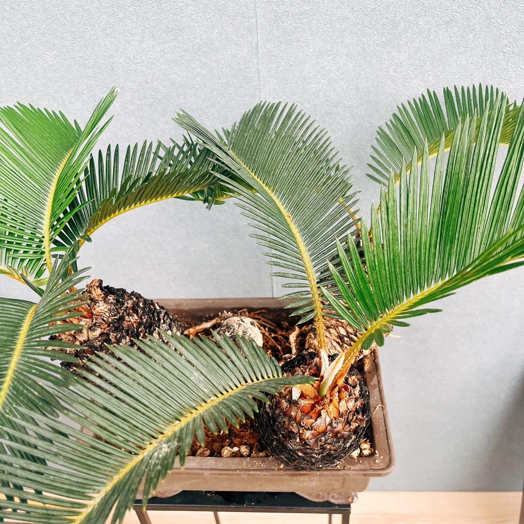 ［現品］【珍しい】10番　奄美姫ソテツ　盆栽造り　約7号　蘇轍　観葉植物　陶器鉢