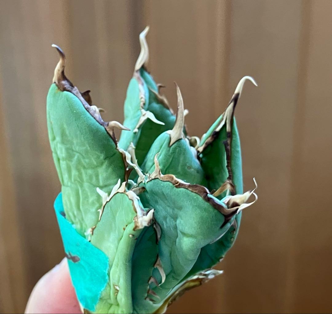 福*ん様 REZA産【週末オークション】③イラン株　アガべ　マッドボール　大きめ