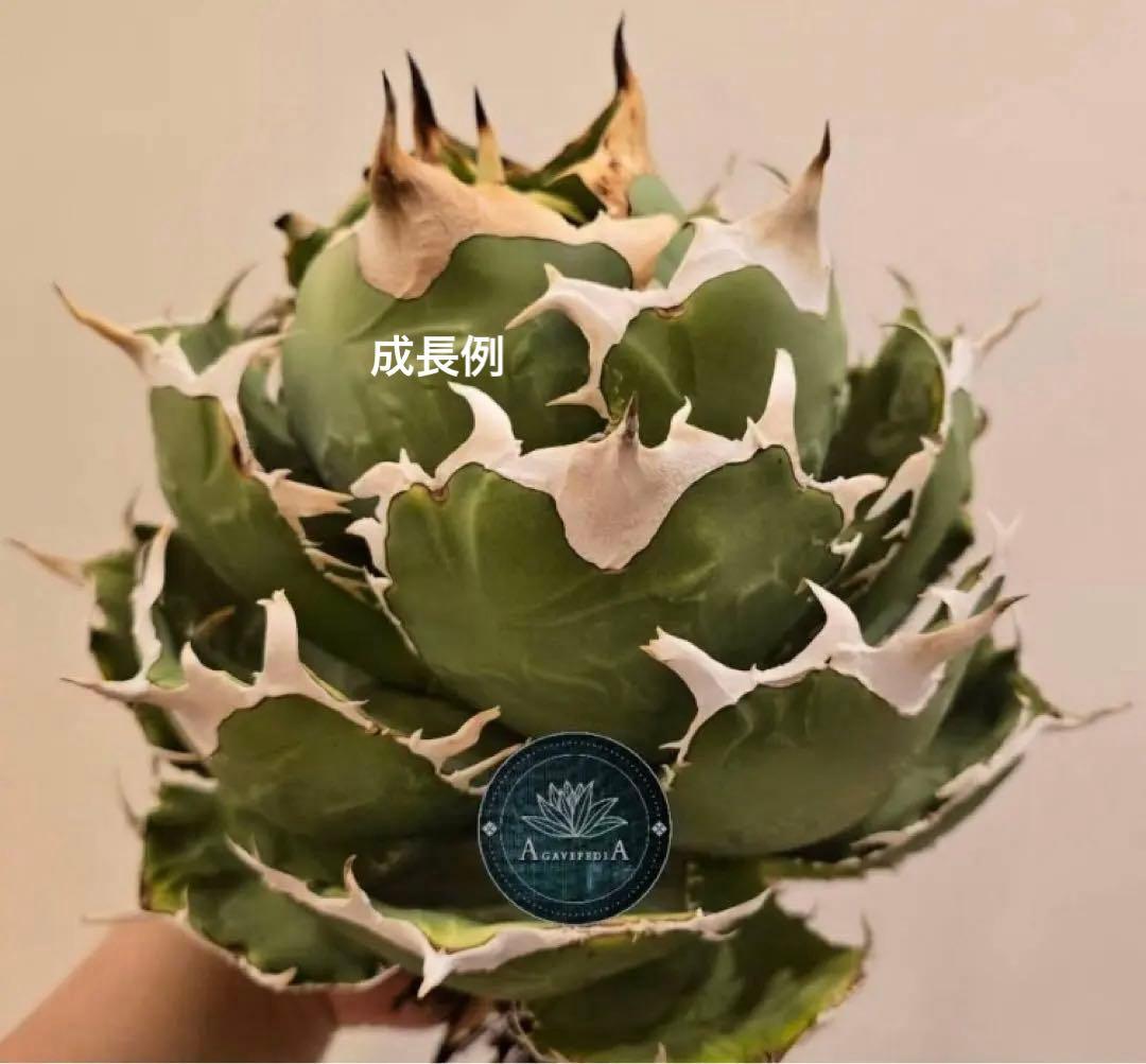 福*ん様 REZA産【週末オークション】③イラン株　アガべ　マッドボール　大きめ