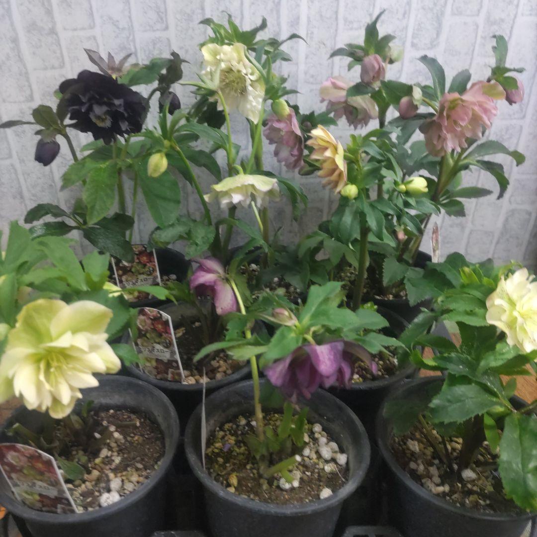 １０日入荷分⭐️クリスマスローズダブル咲き⭐️８鉢セット