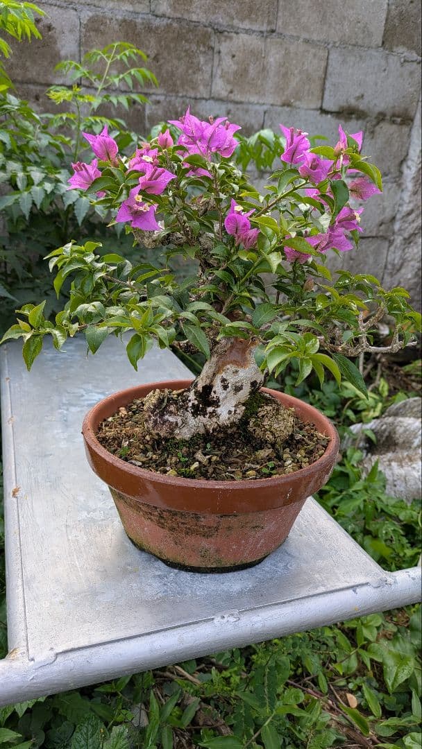 ブーゲンビリア 盆栽　中品　花物