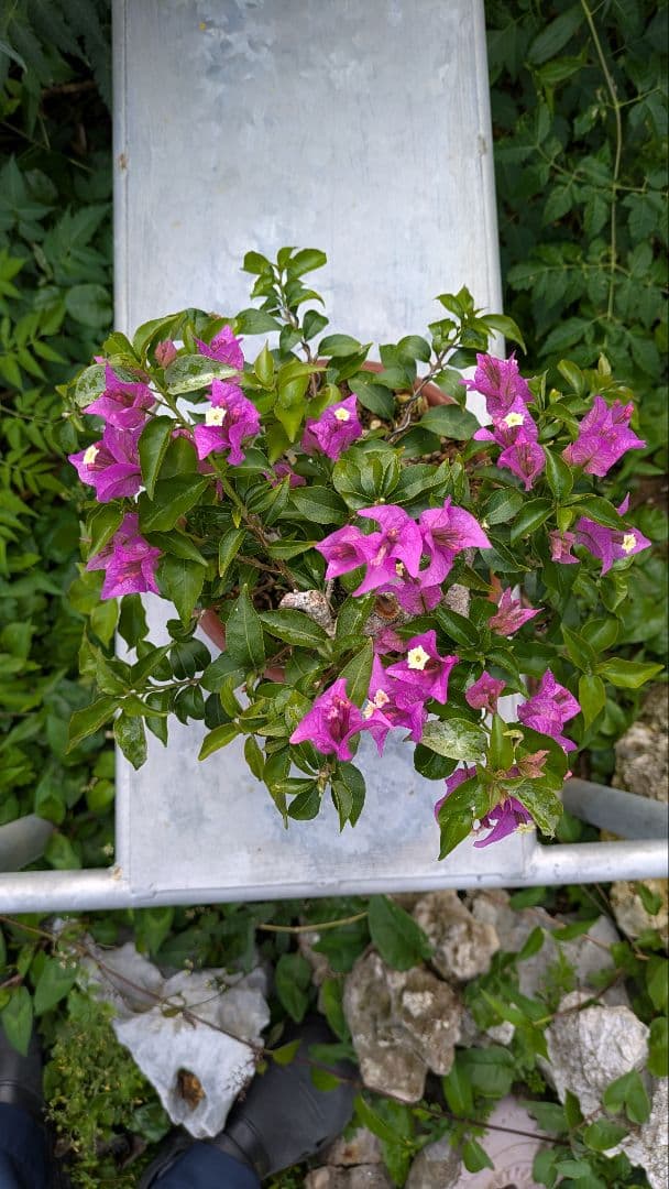 ブーゲンビリア 盆栽　中品　花物