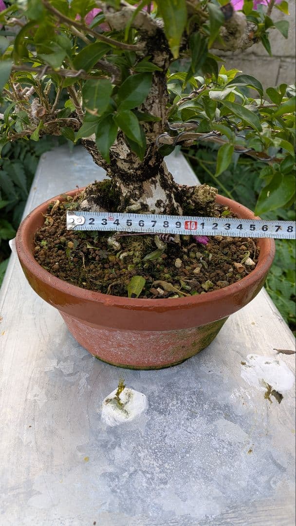 ブーゲンビリア 盆栽　中品　花物