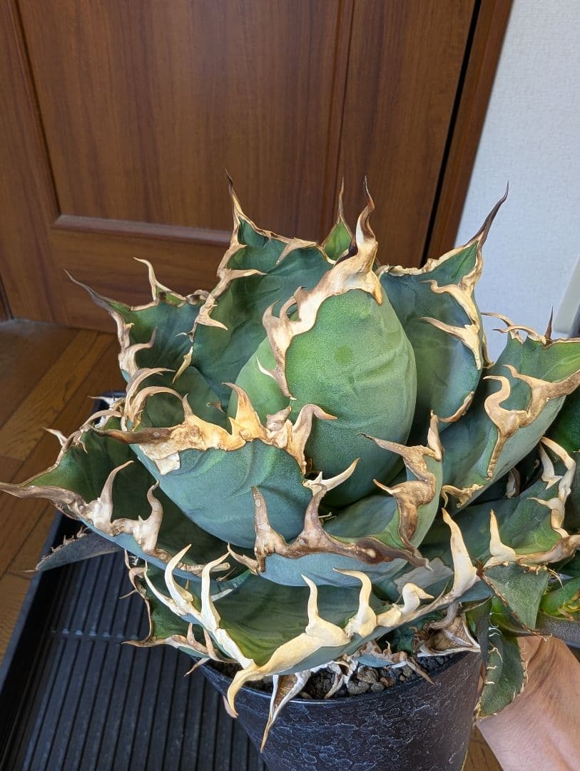 アガベ　チタノタ　YAKUZA ヤクザシーザー 子株