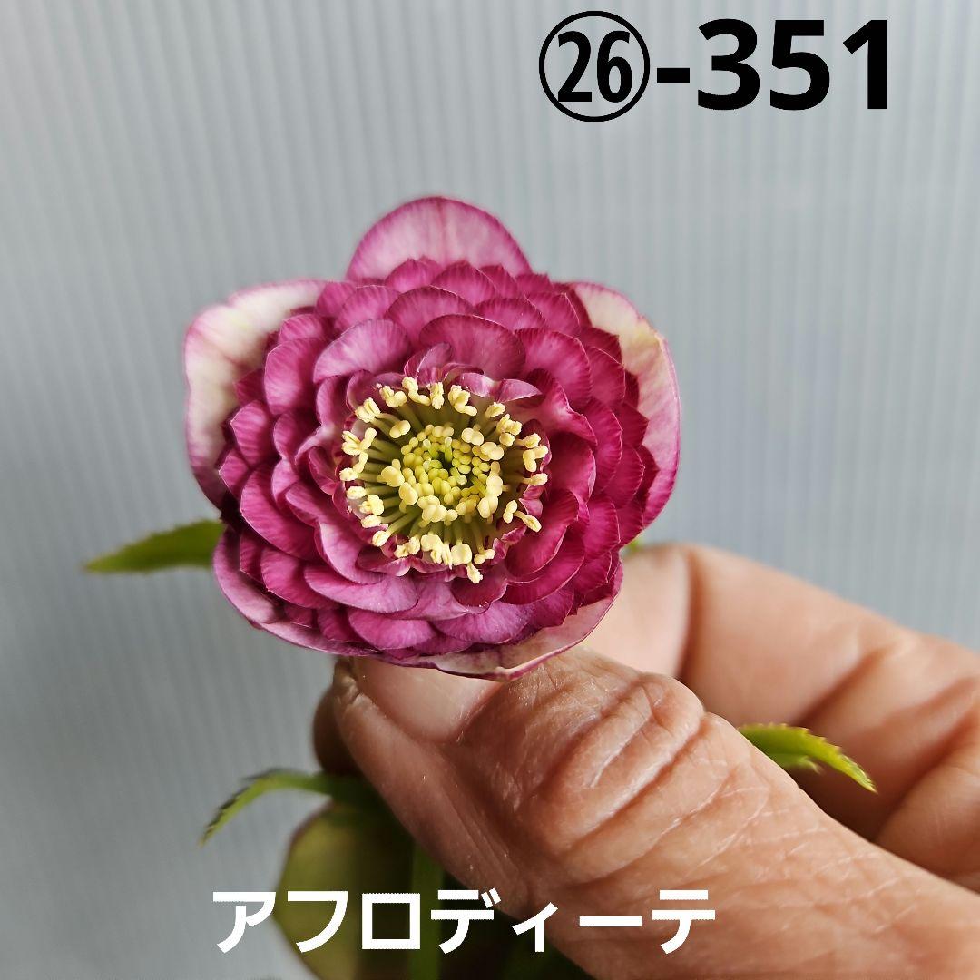 mamo様ご購入苗㉖-351クリスマスローズ