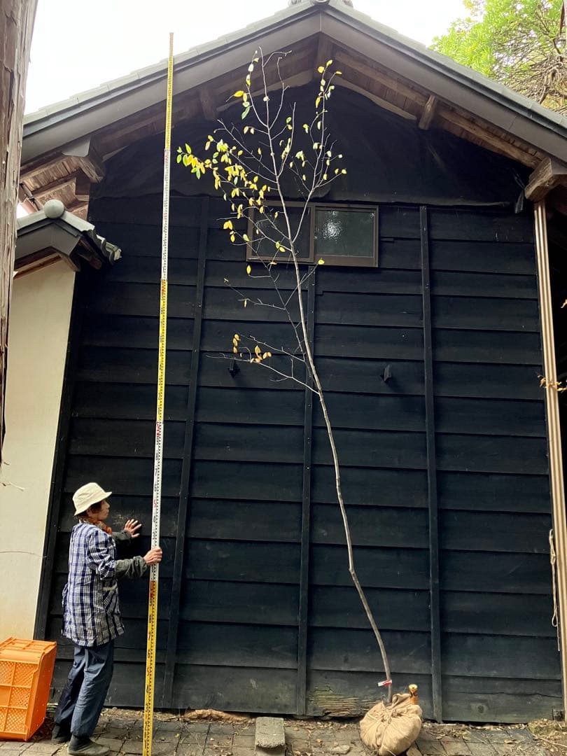 200 山採り　ザイフリボク