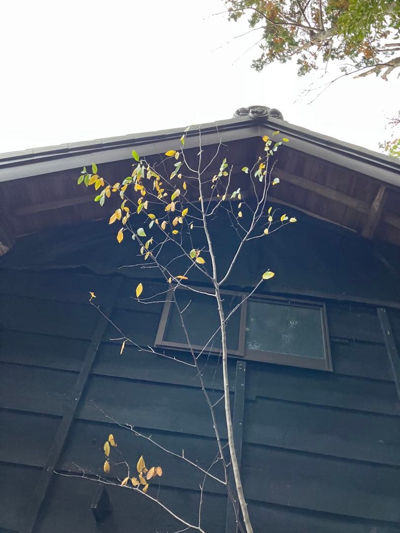 200 山採り　ザイフリボク