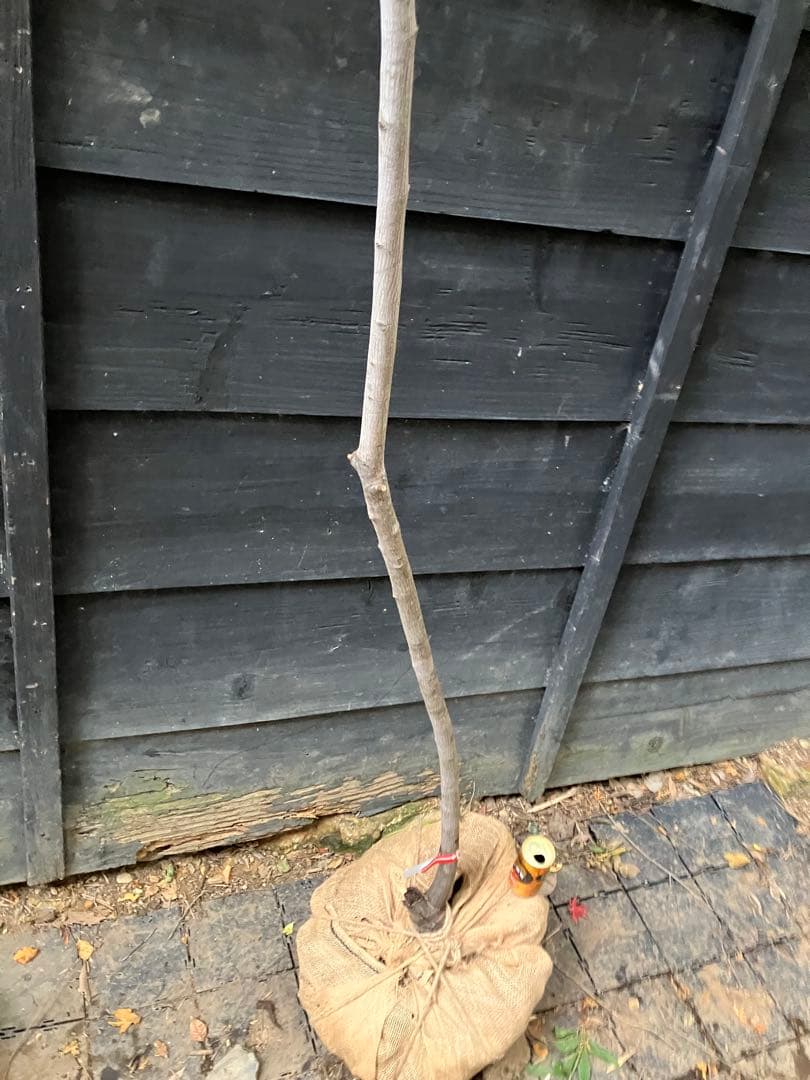 200 山採り　ザイフリボク