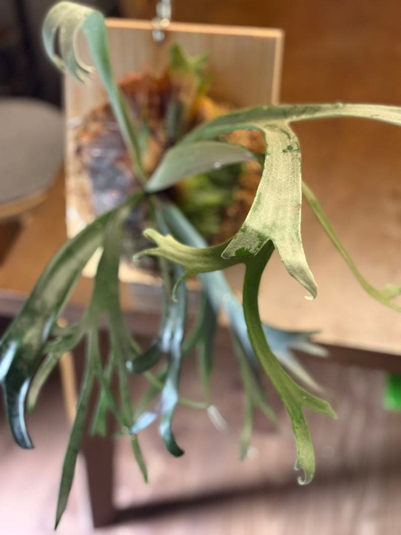 P.willinckii cv. Blue Queen 親株サイズ 今日までです