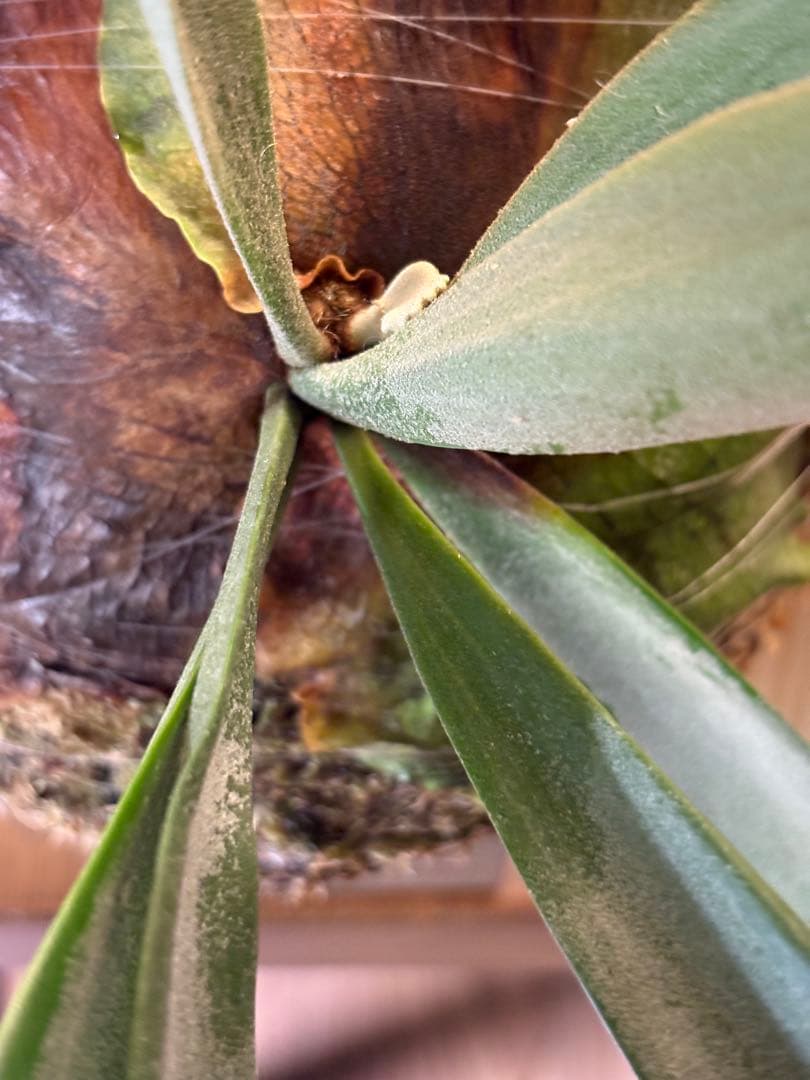 P.willinckii cv. Blue Queen 親株サイズ 今日までです