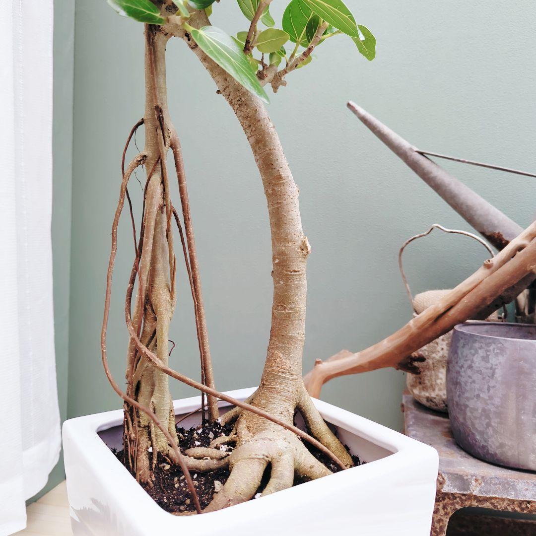 根上がり 太幹 ベンガレンシス 曲がり ８号