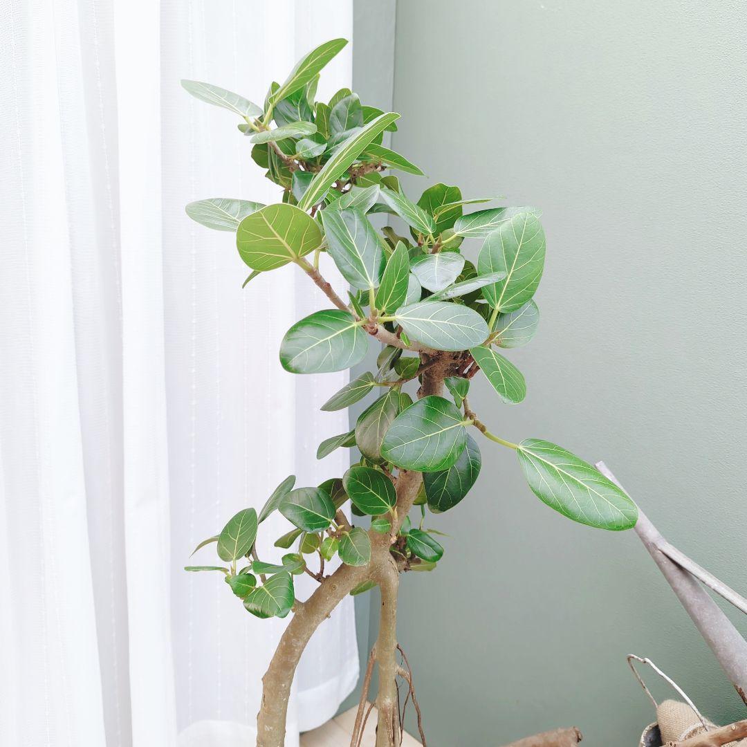 根上がり 太幹 ベンガレンシス 曲がり ８号