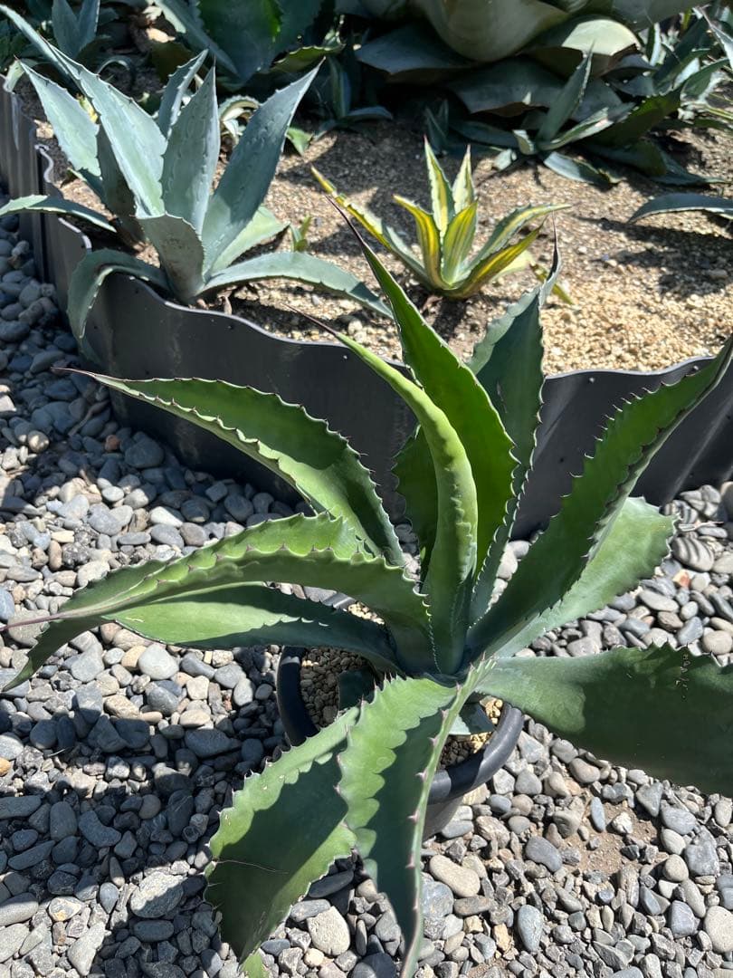 アガベ ローガンカルホーン