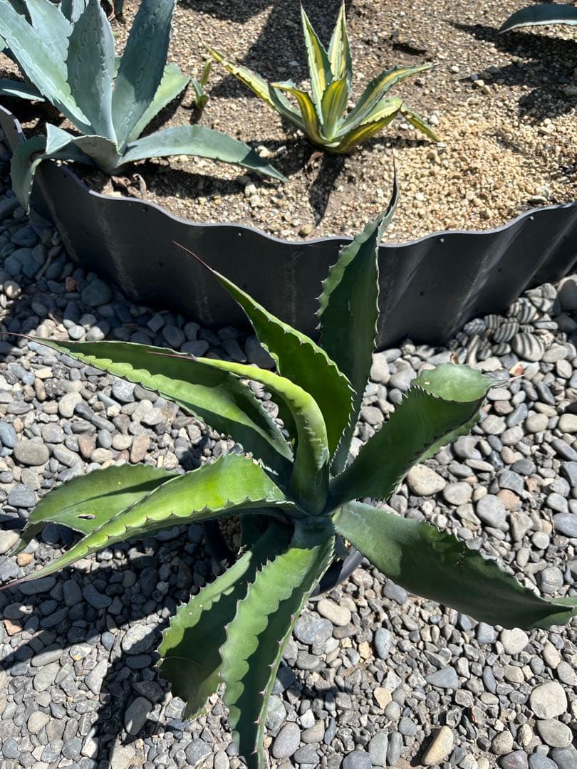 アガベ ローガンカルホーン