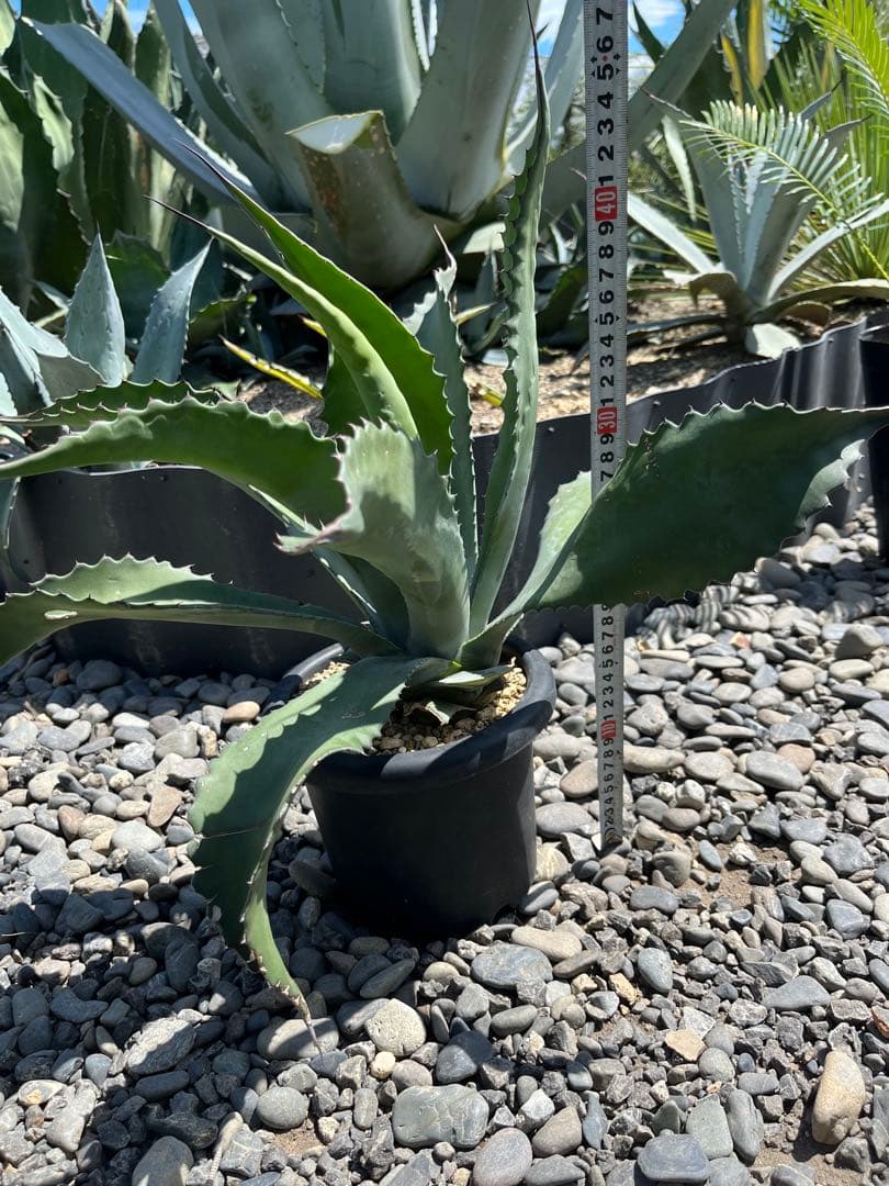 アガベ ローガンカルホーン