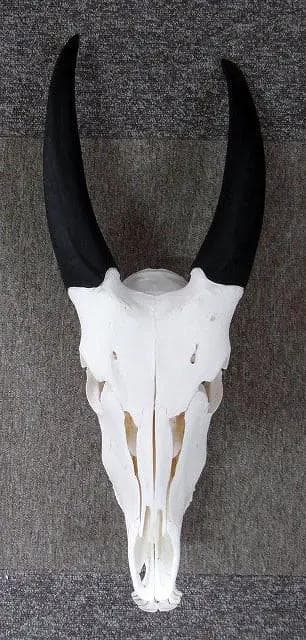 高品質！イランド スカルホーン（幼獣）A