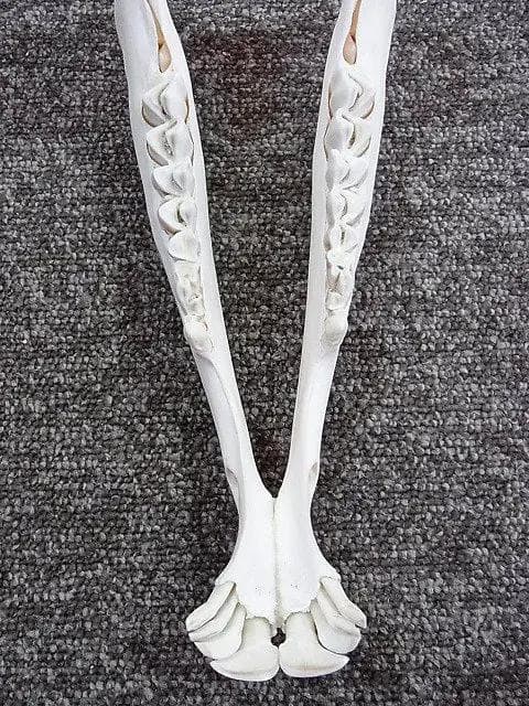 高品質！イランド スカルホーン（幼獣）A