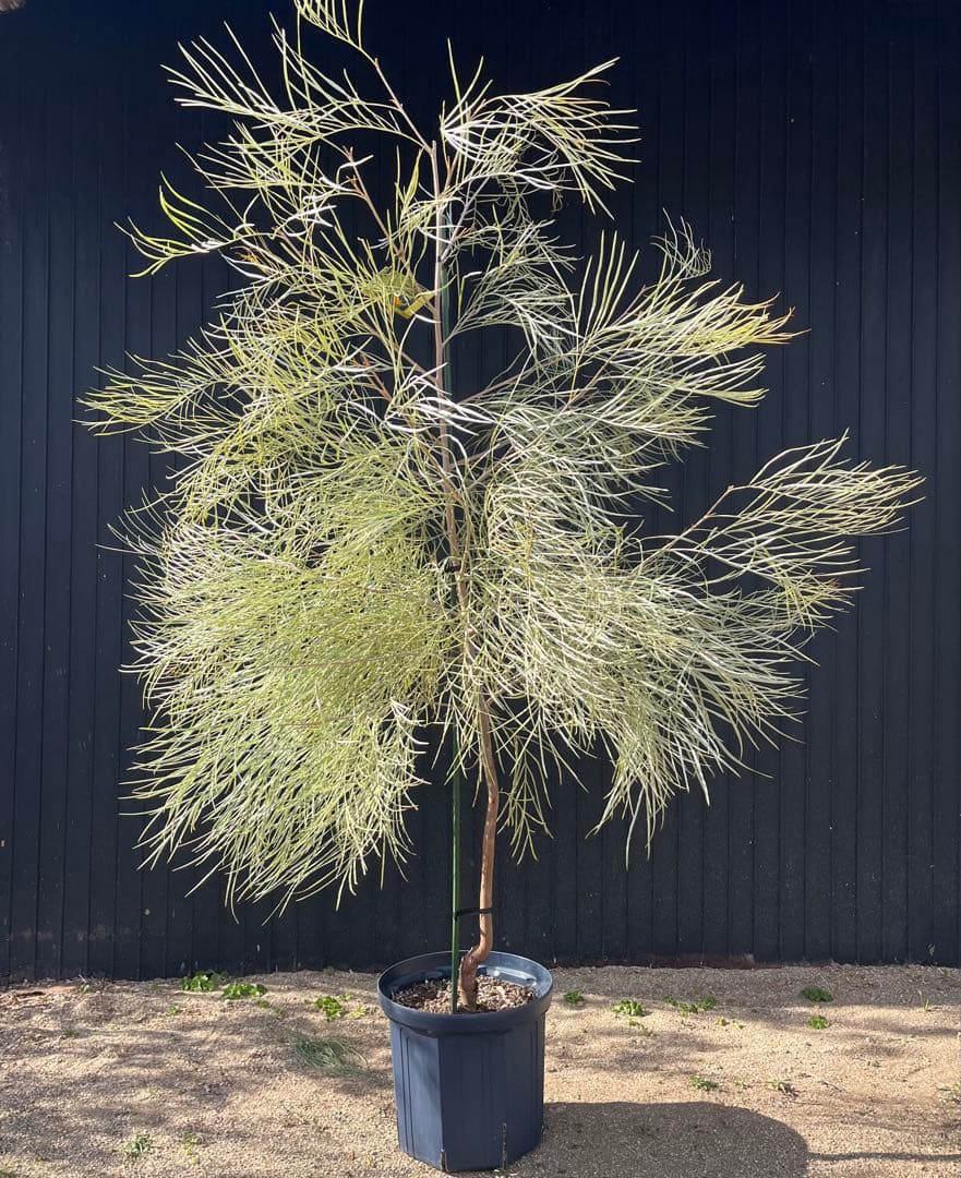 グレビレア ハニーワンダー 大株 オージープランツ