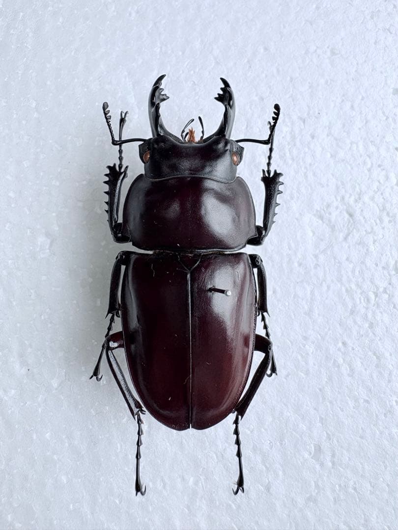 石垣島　ヤエヤママルバネクワガタ　【標本】規制前野外品