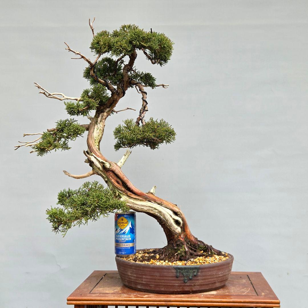 真柏　[斜幹模様木]　大品盆栽