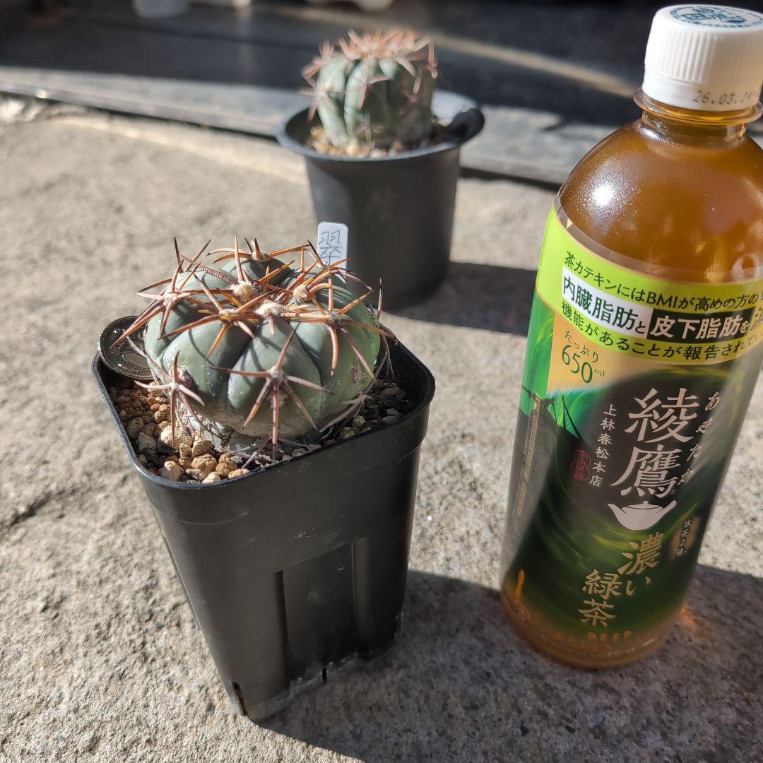 実生　エキノカクタス　白刺　翠平丸(太平丸)　鉢ごと送料込み