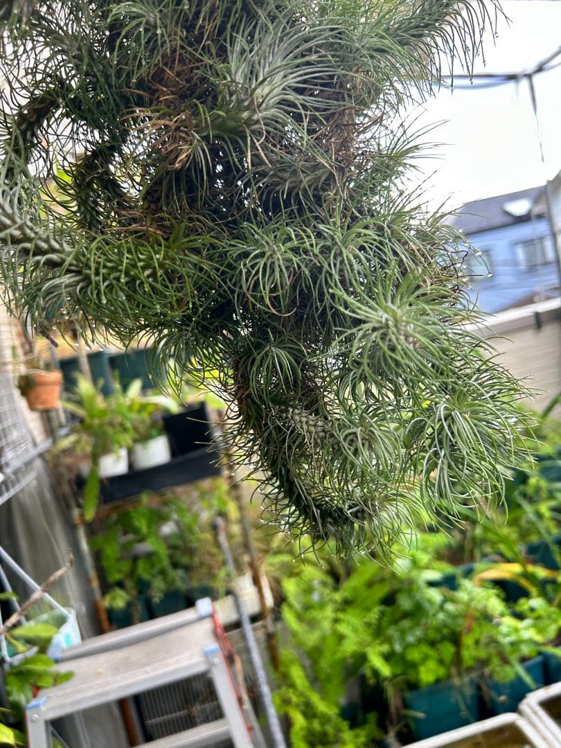 ブロメリア・エアープランツ Tillandsia funckiana var. recurvifolia