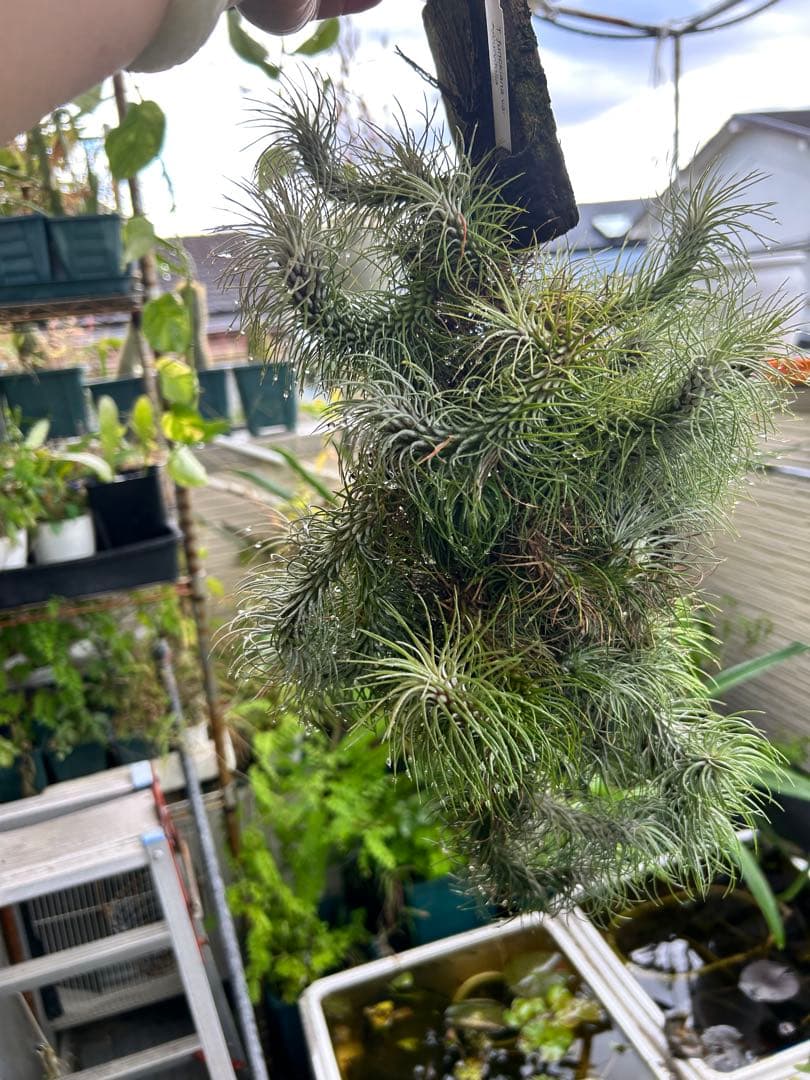 ブロメリア・エアープランツ Tillandsia funckiana var. recurvifolia